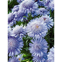 Aster 'X Blue' Aster