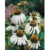 Jeżówka purpurowa 'Alba' | Echinacea purpurea