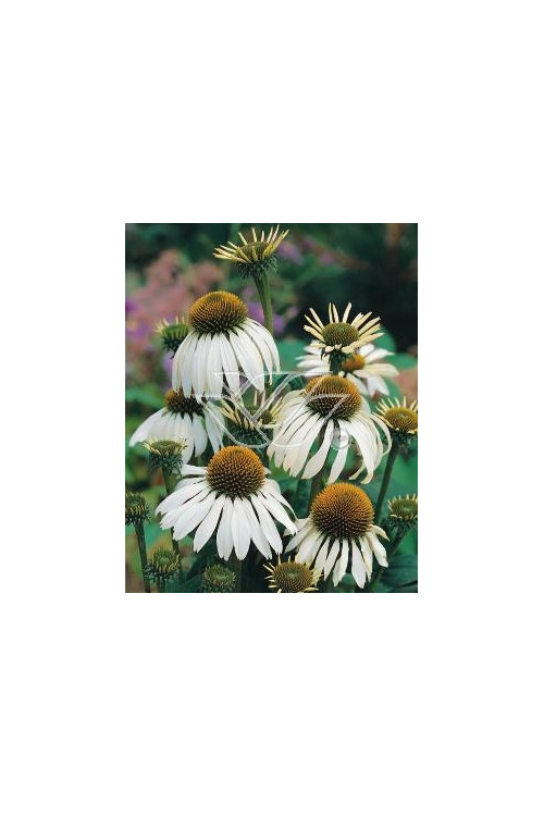 Jeżówka purpurowa 'Alba' | Echinacea purpurea