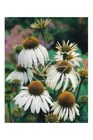 Jeżówka purpurowa 'Alba' | Echinacea purpurea
