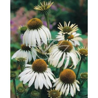 Jeżówka purpurowa 'Alba' | Echinacea purpurea