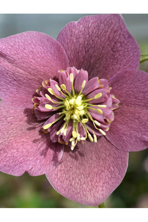 Ciemiernik wschodni 'Anemone Red Spotted' | Helleborus orientalis
