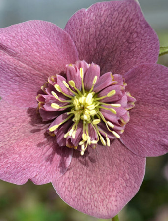Ciemiernik wschodni 'Anemone Red Spotted' | Helleborus orientalis