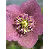 Ciemiernik wschodni 'Anemone Red Spotted' | Helleborus orientalis