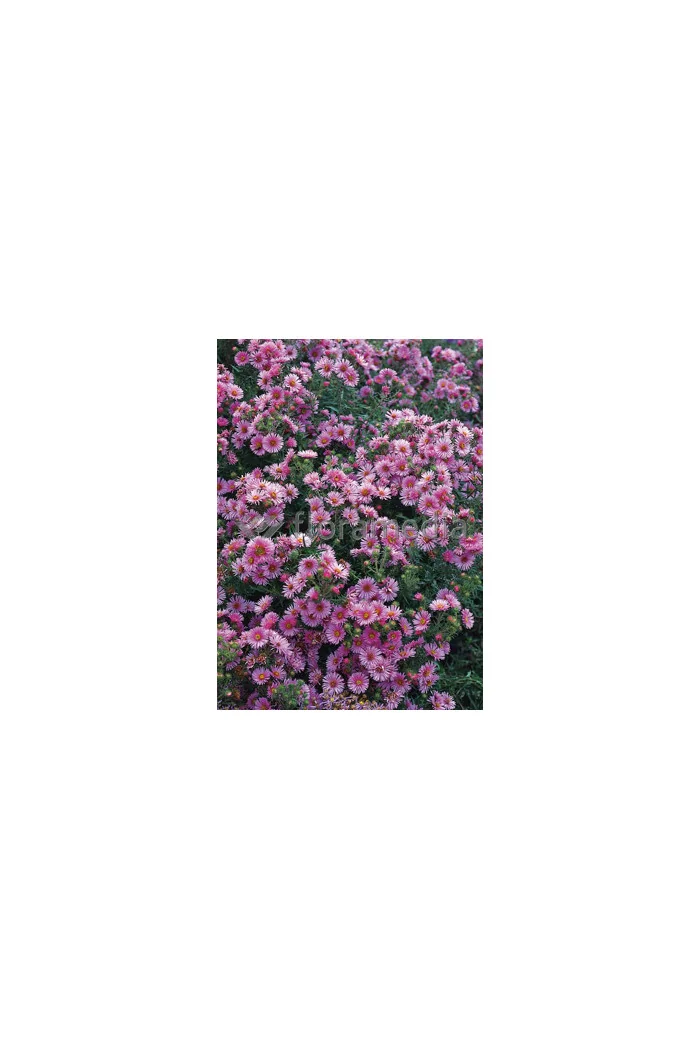 Aster nowoangielski 'Rudelsburg' | Aster novae-angliae