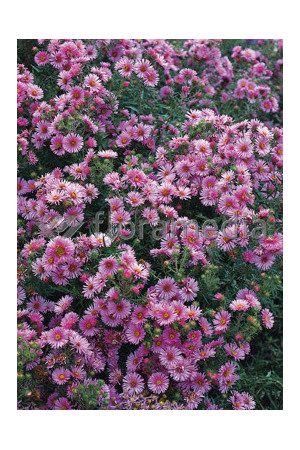 Aster nowoangielski 'Rudelsburg' | Aster novae-angliae