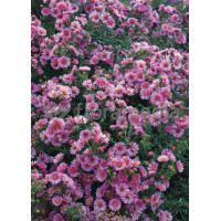 Aster nowoangielski 'Rudelsburg' | Aster novae-angliae