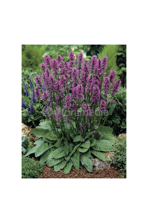 Czyściec gęstokwiatowy 'Hummelo' | Stachys monieri