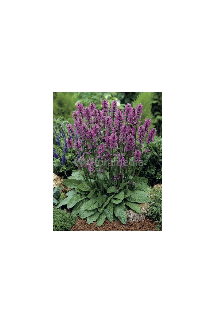 Czyściec gęstokwiatowy 'Hummelo' | Stachys monieri