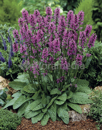 Czyściec gęstokwiatowy 'Hummelo' | Stachys monieri