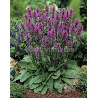 Czyściec gęstokwiatowy 'Hummelo' | Stachys monieri