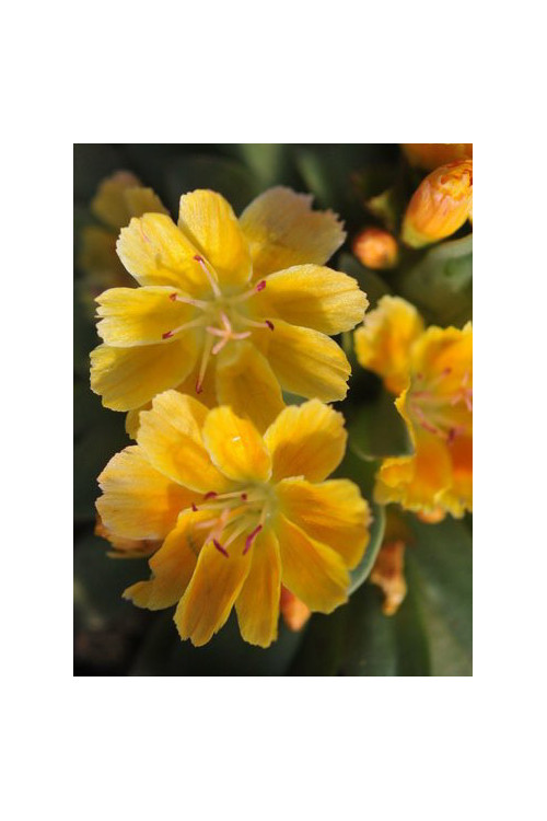 Lewizja długopłatkowa 'Little Mango' | Lewisia longipetala