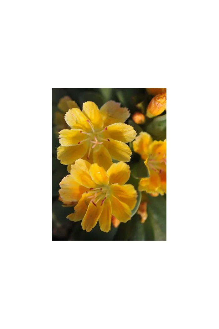 Lewizja długopłatkowa 'Little Mango' | Lewisia longipetala