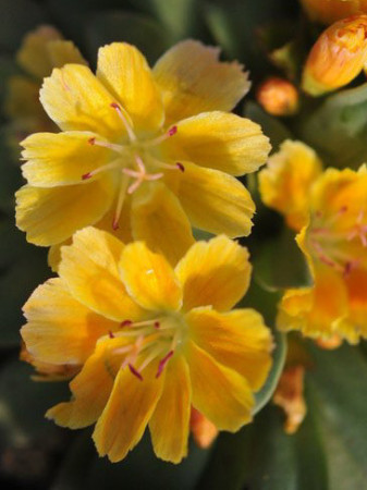Lewizja długopłatkowa 'Little Mango' | Lewisia longipetala