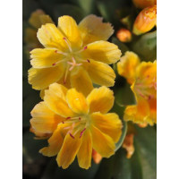 Lewizja długopłatkowa 'Little Mango' | Lewisia longipetala