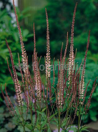 Przetacznikowiec wirginijski 'Roseum' Veronicastrum virginicum