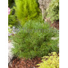 Sosna górska 'Pumilio' Pinus mugo var. pumilio