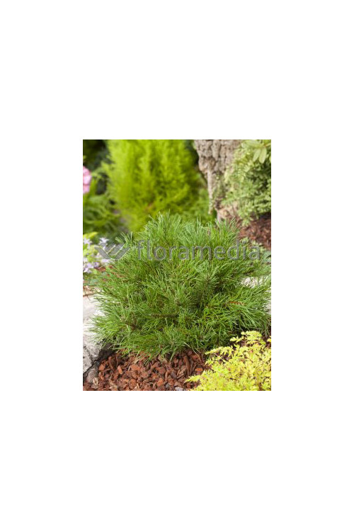 Sosna górska 'Pumilio' Pinus mugo var. pumilio