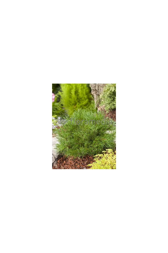 Sosna górska 'Pumilio' Pinus mugo var. pumilio