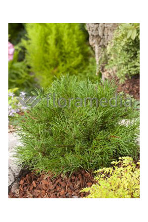 Sosna górska 'Pumilio' Pinus mugo var. pumilio