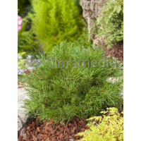 Sosna górska 'Pumilio' Pinus mugo var. pumilio