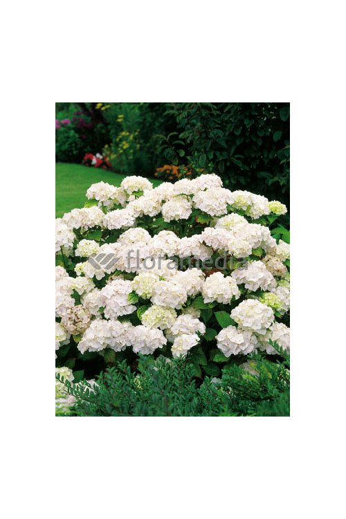 Hortensja ogrodowa 'Caipirinha' | Hydrangea macrophylla