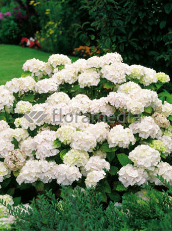 Hortensja ogrodowa 'Caipirinha' | Hydrangea macrophylla