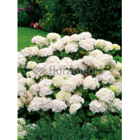 Hortensja ogrodowa 'Caipirinha' | Hydrangea macrophylla