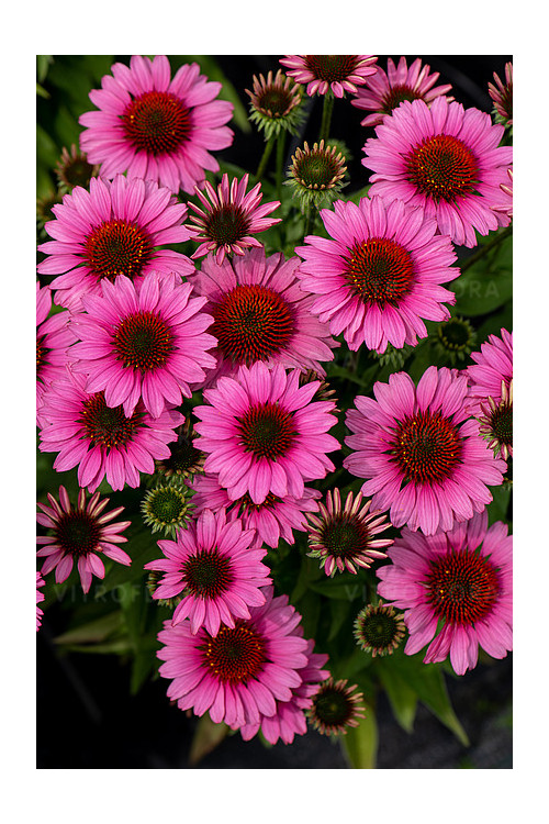 Jeżówka 'SunMagic Vintage Pink' | Echinacea