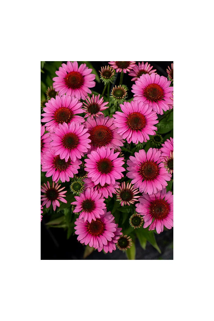 Jeżówka 'SunMagic Vintage Pink' | Echinacea