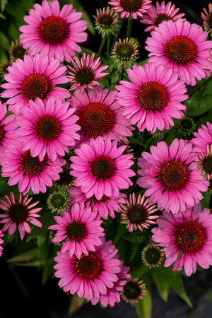 Jeżówka 'SunMagic Vintage Pink' | Echinacea