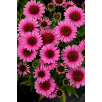 Jeżówka 'SunMagic Vintage Pink' | Echinacea