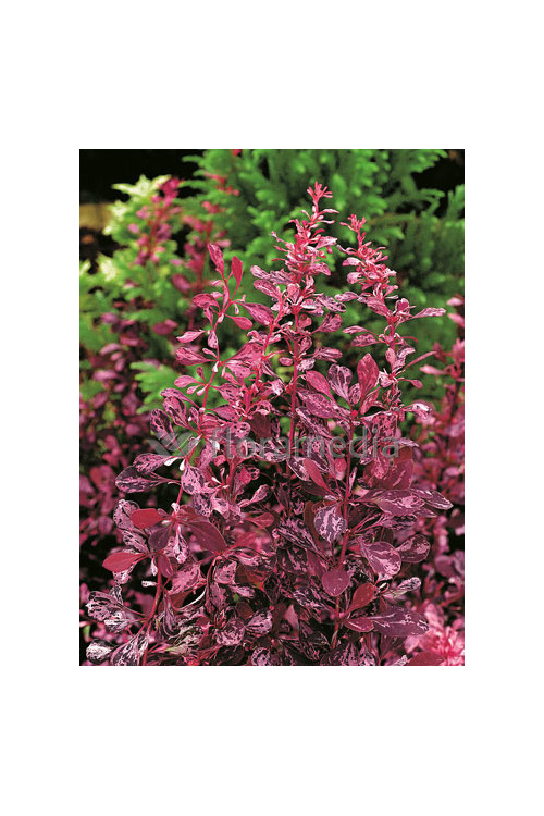 Berberys Thunberga 'Rose Glow' Berberis thunbergii