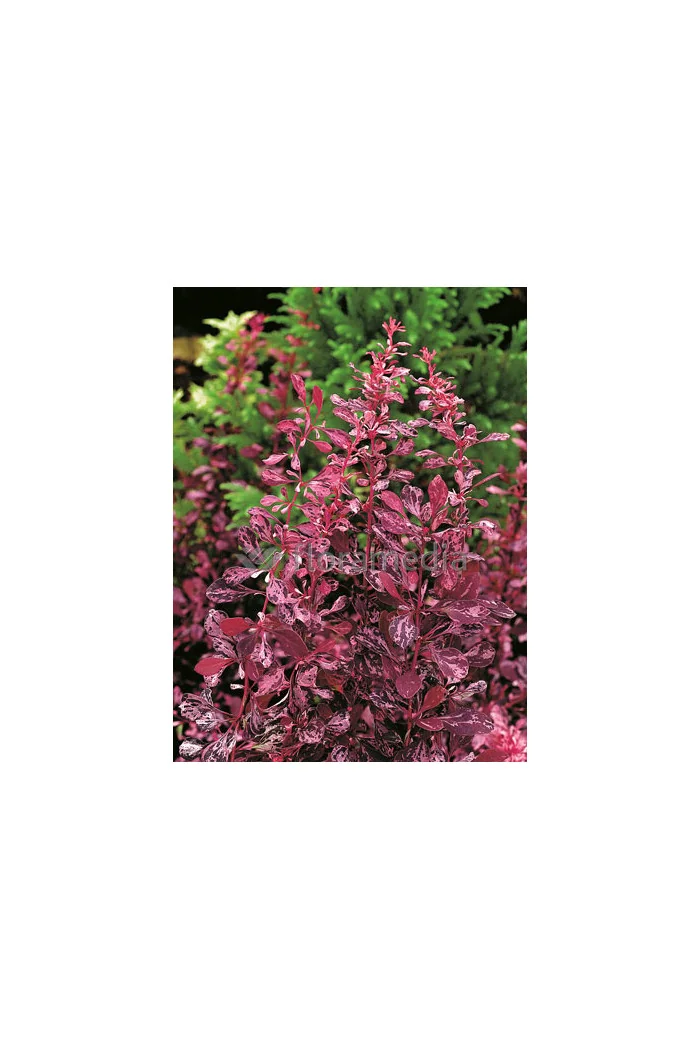 Berberys Thunberga 'Rose Glow' Berberis thunbergii