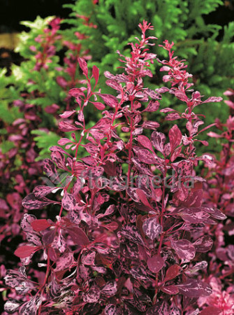 Berberys Thunberga 'Rose Glow' Berberis thunbergii