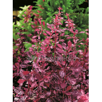 Berberys Thunberga 'Rose Glow' Berberis thunbergii