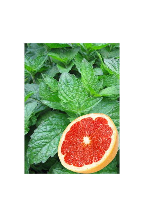 Mięta grejpfrutowa Mentha x piperita f. citrata 'Grapefruit'