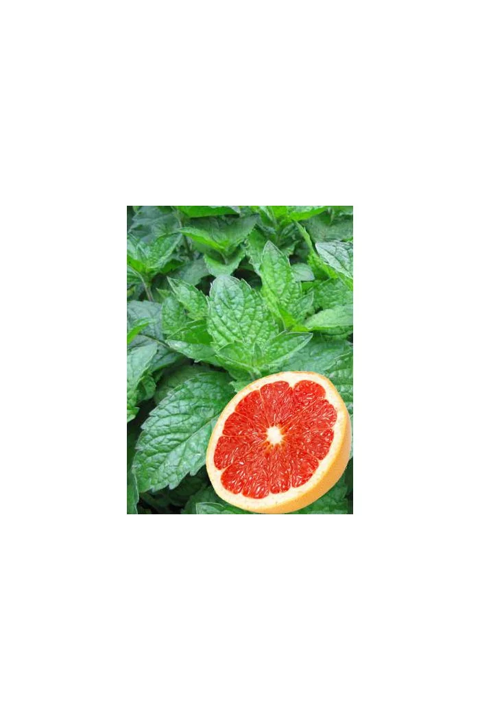 Mięta grejpfrutowa Mentha x piperita f. citrata 'Grapefruit'