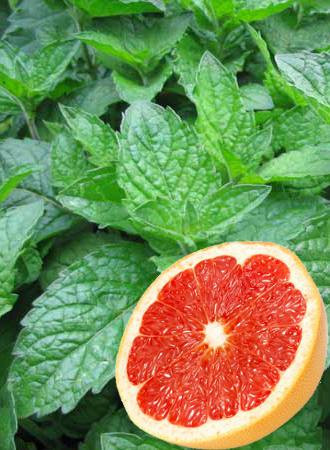 Mięta grejpfrutowa Mentha x piperita f. citrata 'Grapefruit'