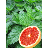 Mięta grejpfrutowa Mentha x piperita f. citrata 'Grapefruit'