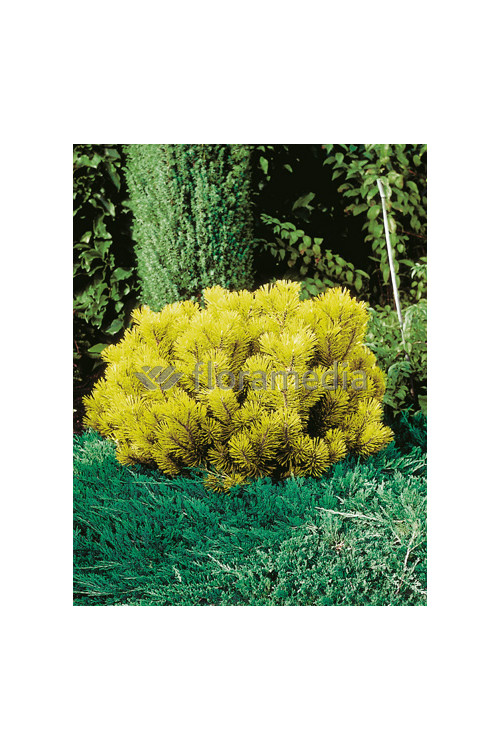 Sosna górska 'Wintergold' Pinus mugo