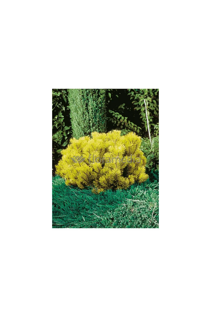 Sosna górska 'Wintergold' Pinus mugo