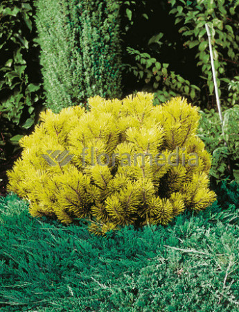 Sosna górska 'Wintergold' Pinus mugo
