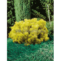 Sosna górska 'Wintergold' Pinus mugo