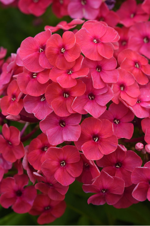 Floks wiechowaty 'Ka Pow Pink' | Phlox panniculata