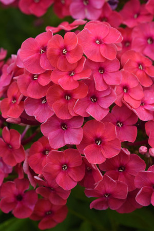 Floks wiechowaty 'Ka Pow Pink' | Phlox panniculata