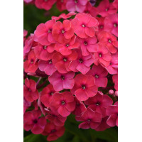 Floks wiechowaty 'Ka Pow Pink' | Phlox panniculata