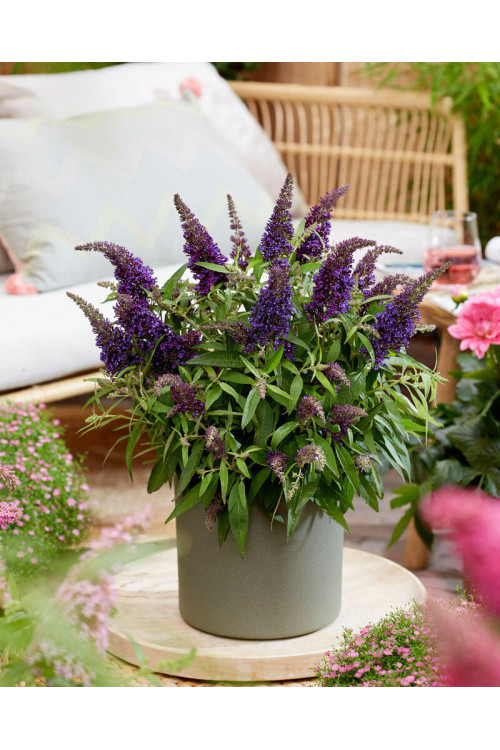 Budleja 'Butterfly Candy Little Purple' | Buddleja dawidii