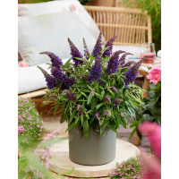 Budleja 'Butterfly Candy Little Purple' | Buddleja dawidii