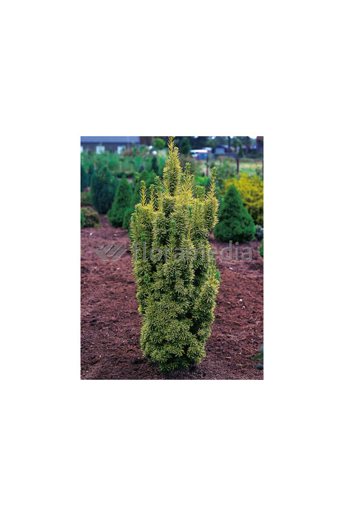 Cis pospolity 'David' Taxus baccata